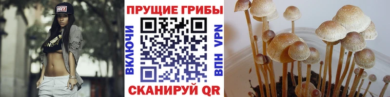 Псилоцибиновые грибы Magic Shrooms  Купить где  Калачинск 
